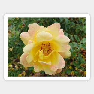 Pastel yellow and pink rose Sticker